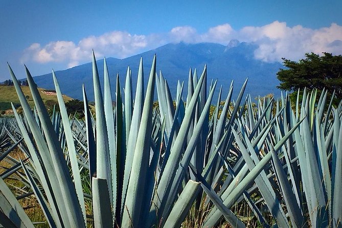 The Fire TOUR - Pyramids, Volcanoes, Agaves & Tequila - Who should book the Fire Tour