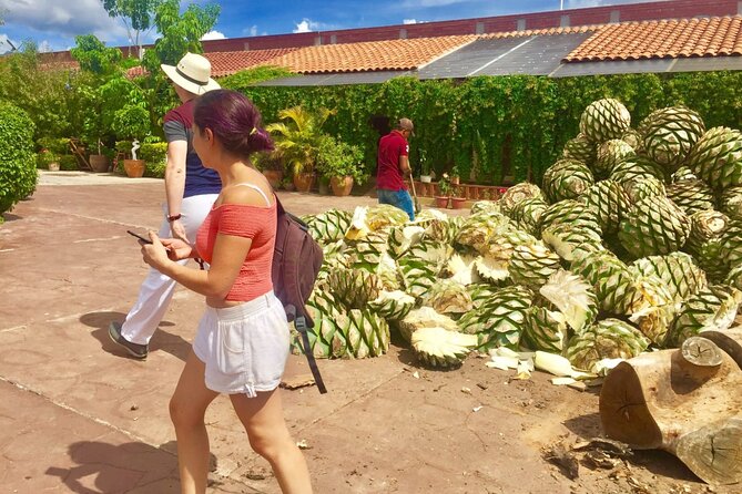 Traditional Market ,Widest Tree, Artisanal Textiles, Mezcal Magic - A broad Oaxaca day beyond the city center