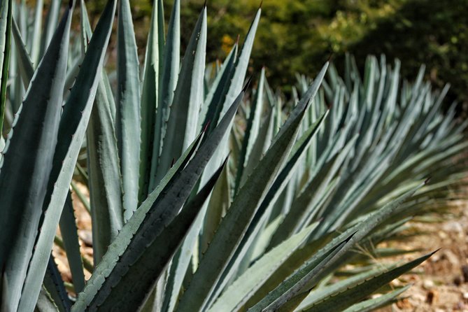 Ultimate Hierve el Agua Hike + Mezcal - What the $227.02 price includes
