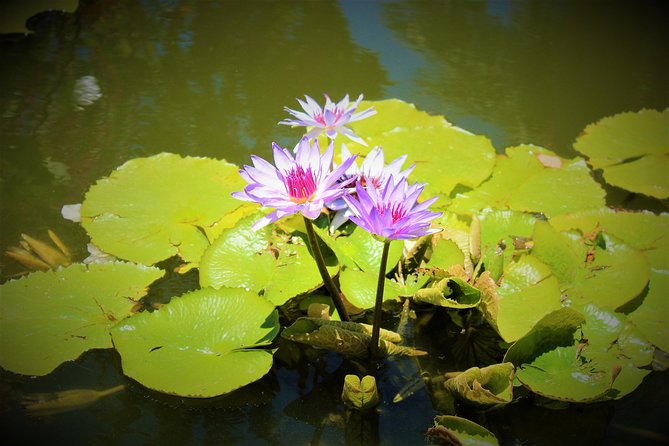Vallarta Botanical Garden and Tequila Tasting from Puerto Vallarta - Is $85 a fair price?